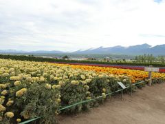 -富田农场