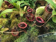 -国家植物园南园