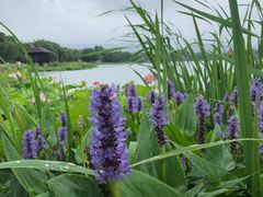 -尚湖风景区