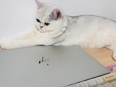 -喵zoo家庭繁育猫舍(尖东智能花园店)