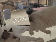 -COLOR PETS 撸猫馆·购猫·猫咖(长风大悦城店)