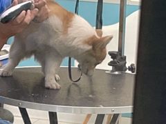 -天宠宠物医院24小时·急重症诊疗中心·全科·腔镜特色(和平分院)