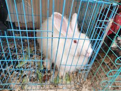 -王婆炒鱼(总店)