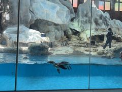 -帝企鹅自助餐厅•儿童岛•真企鹅(长隆企鹅酒店)