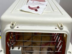 -纳吉亚猫专科动物诊疗中心(蒋宅口分院)