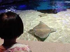 -瑞普利水族馆