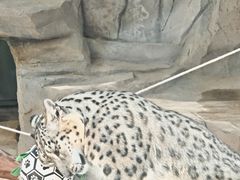 -青藏高原野生动物园