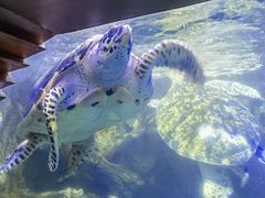 -太平洋海底世界