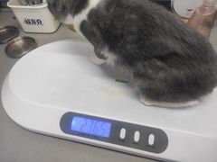 -爱侣宠医·鹦鹉专科·小型哺乳类·异宠专科(灵石路店)