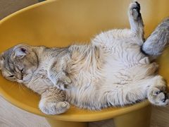 -有喵·猫咖·狗咖·30几只猫10只小狗(岗厦店)