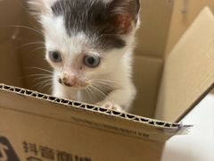 -瑞派康怡24h宠物医院·犬猫医疗中心·微创绝育(瑞景分院)