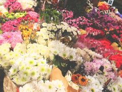-曲阳花鸟市场(曲阳路店)