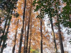 -汇龙潭