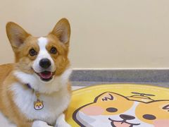 -萌宠之家·腊肠犬·马尔泰·小体犬舍
