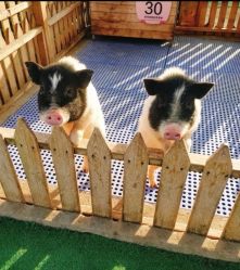 -萌宠亲子动物乐园(槐房万达店)