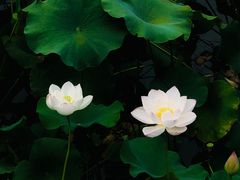 -龙头寺公园