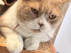 -伟伟宠物医院·CT影像中心·瑞派犬猫综合性门诊(汉口总院)