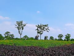 -同里国家湿地公园
