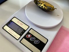 -北京观赏动物医院·24小时大型综合·猫专科·异宠专科