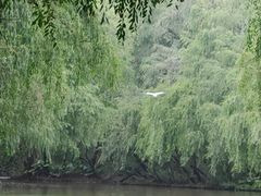-大湾区中央湿地公园