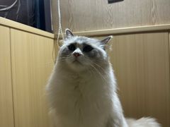 -MOCHA明星猫咖(田子坊店)