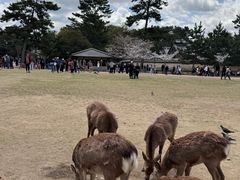 -奈良公园