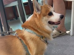 -心仪动物医院·牙专科·肿瘤·心脏科(西客站院)