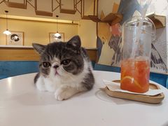 -滚猫咖啡·猫咖·猫友好撸猫(未来城店)