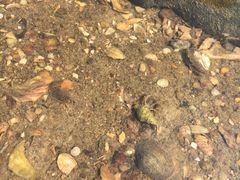 -珍记海鲜粥·海鲜粉