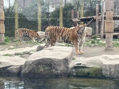 -上海野生动物园