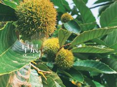 -石塘人家