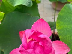 -莲花池公园