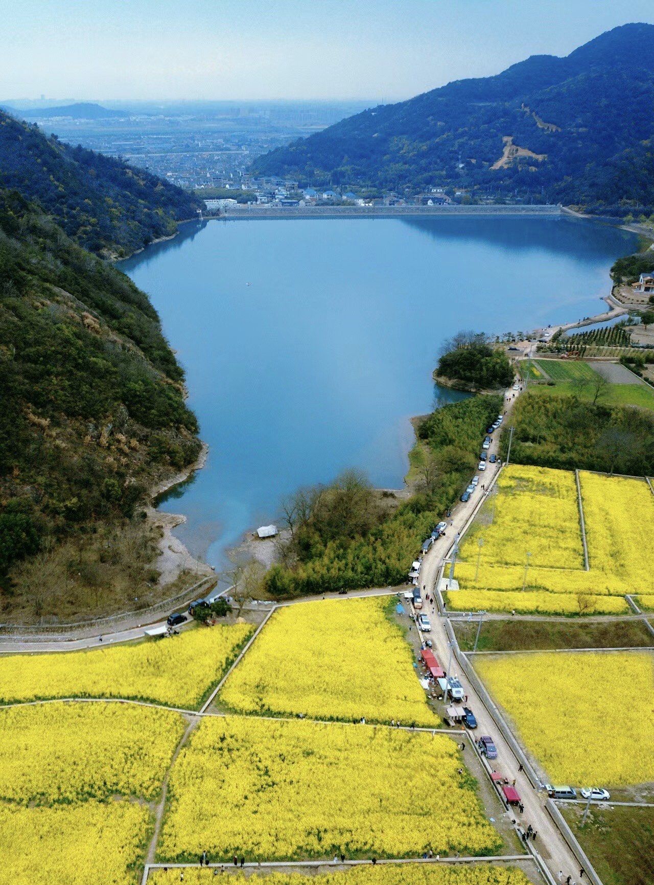 宁波春日赏花之油菜花