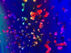 -成都浩海立方海洋公园