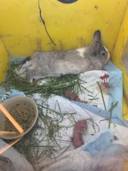 -神奇动物撸宠馆·羊驼·小浣熊·异宠(豫园店)