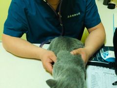 -瑞鹏宠物医院·爱宠堂·骨外专科(西荷分院)