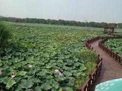 -荷塘月色湿地公园·向阳花洲