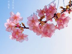-顾村公园