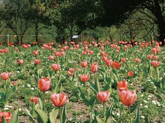 -上海共青森林公园