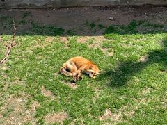 -西霞口神雕山野生动物世界