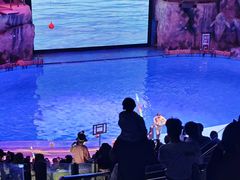 -芜湖新华联大白鲸海洋公园