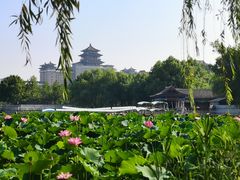 -莲花池公园