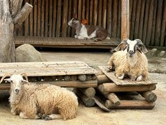 -泉州海丝野生动物世界