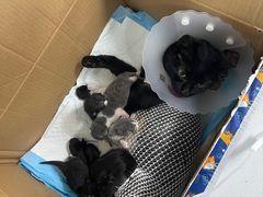 -达爱动物医院·犬猫分区·CT·复杂眼科(远洋山水分院)