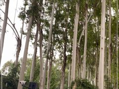 -桉树林A coffee 森林餐厅(三圣乡店)