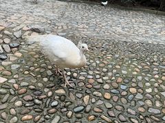 -燕塞湖鸟语林景区