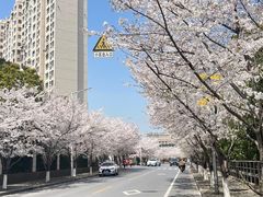 -高东镇樱花园