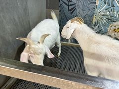 -上海大自然野生昆虫馆(东方明珠·爬宠昆虫探索中心)