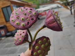 -野鸭湖国家湿地公园