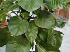 -尚岛私房菜(西方巷店)